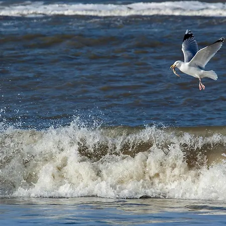 Friesenrose - Mit Wattblick * ユイスト